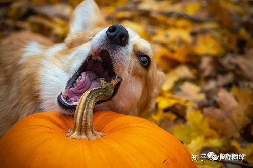 黄狗吃蜜瓜的视频,萌宠美食瞬间