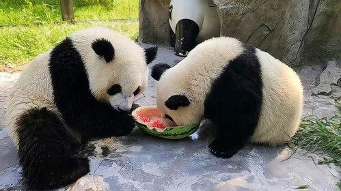 吃瓜直播间熊猫,揭秘娱乐圈幕后故事
