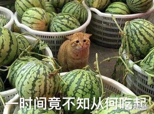 讲吃瓜的事,揭秘网络热议背后的真相与趣味