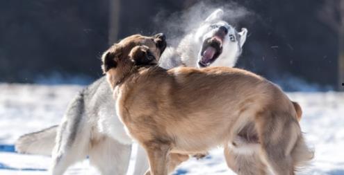 恶犬吃瓜小视频,一场意外引发的网络热议