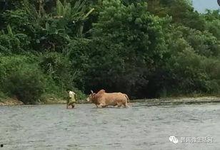 老挝吃瓜群众,揭秘当地生活百态