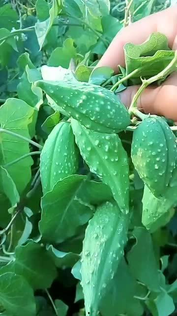 在吃植物的小瓜,探索昆虫与植物的共生奥秘