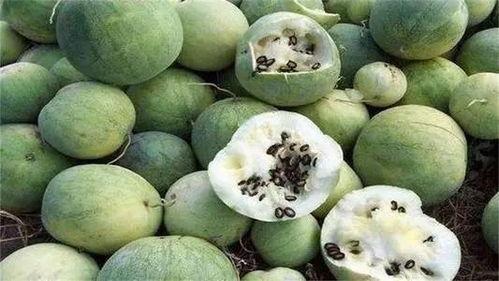 沙漠瓜怎么切块吃的,解锁美味新方式