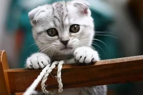 蜜汁猫裘吃瓜,揭秘吃瓜背后的娱乐江湖