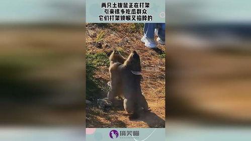 吃瓜锁喉,揭秘娱乐圈背后的真相与内幕