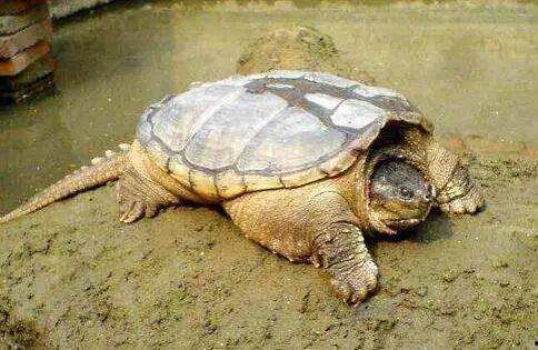 鳄龟吃不吃瓜,揭秘它们是否爱吃瓜果