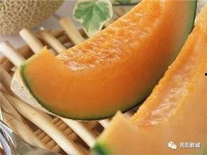 在瓜地吃哈密瓜,瓜地里的哈密瓜盛宴