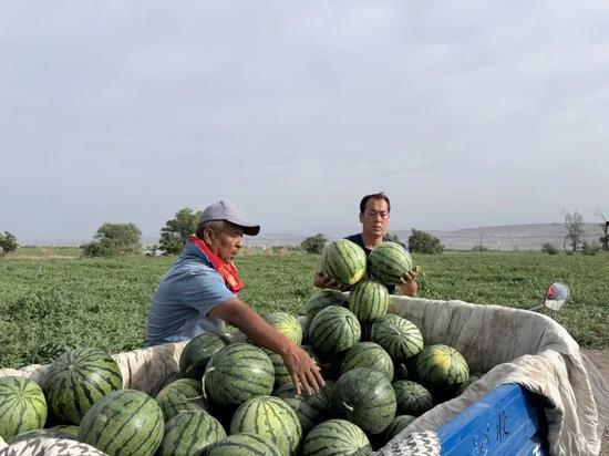 紫荆吃瓜,揭秘娱乐圈的甜蜜瓜田