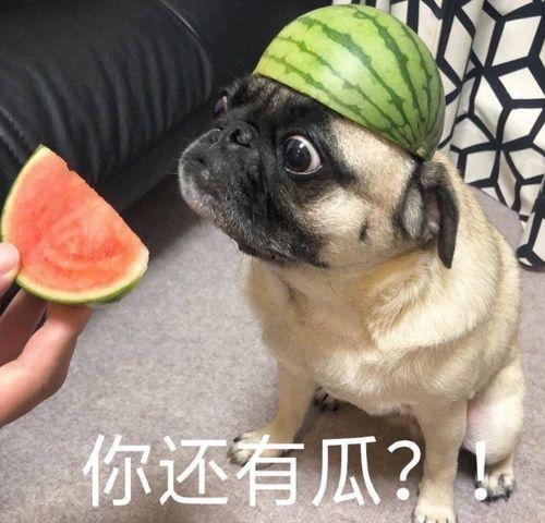 吃瓜发言叫什么,揭秘“吃瓜发言”背后的网络文化现象