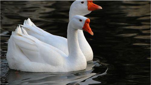 自由吃瓜鹅组,揭秘娱乐圈幕后故事