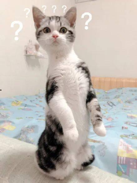 猫咪窗户吃瓜,揭秘窗户边的“吃瓜”奇观