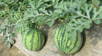 南京刘梦忆吃瓜,一场网络热议的幕后真相