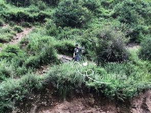 甘南州吃瓜,品味甘南特色美食之旅