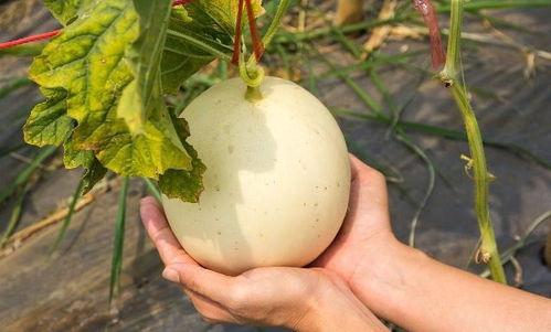 吃瓜会上火吗,吃瓜引发上火？揭秘夏日消暑饮食误区