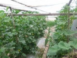 吃瓜参观,吃瓜群众眼中的明星生活