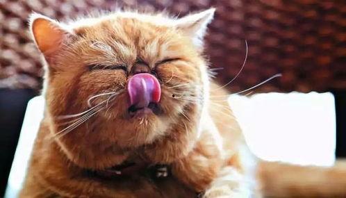 猫咪可以吃葫芦瓜嘛,葫芦瓜在猫咪饮食中的适宜性解析