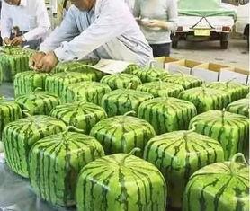 宁夏大学吃瓜群众