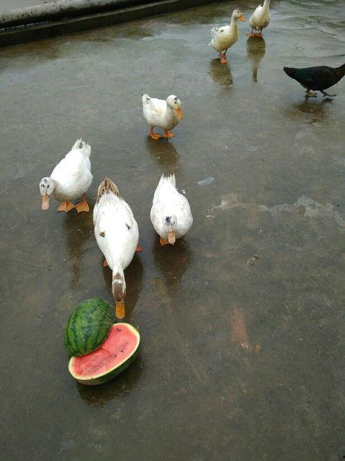 鸭子吃飞瓜视频,鸭子奇妙的空中美食之旅